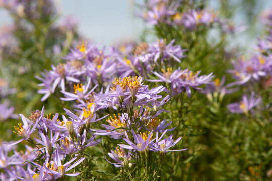 Cute little violet flower. Aster sedifolius or Galatella sedifolia. Summerpurple flowers with a beautiful golden center for background, post, screensaver, wallpaper, postcard, banner, cover, website