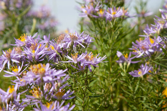 Cute little violet flower. Aster sedifolius or Galatella sedifolia. Summerpurple flowers with a beautiful golden center for background, post, screensaver, wallpaper, postcard, banner, cover, website