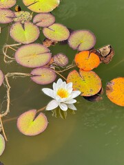 Vertical image of waterlily flower and foliage on pond