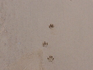 Animal paw prints on sandy beach surface
