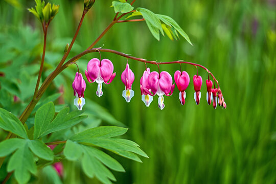 Graceful bleeding hearts in full bloom, a symbol of love.