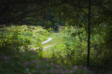 A way through the forest, enchanted nature in early autumn