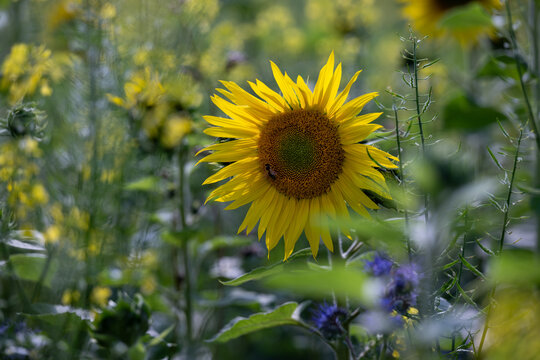 A sunflower with a beee inbetween a lot of rapeseed - nature background
