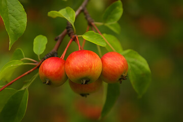 Vibrant Red Apples Hanging from Tree Branch Captured in Natural Light Fresh Fruit, Orchard, and Nature Scene