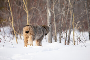lynx in snow