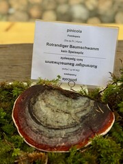 Red-Belted Bracket Fungus on Forest Display
