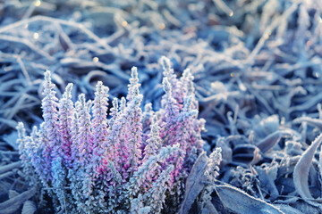 Beautiful frozen flowers of Heather in garden close up, natural abstract background. Gentle pink-purple heather plant in rime outdoor. cold weather, first frost. aesthetic landscape, Late fall season