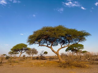 Acacia tree at sunset in Botswana, Africa