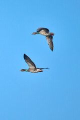 tagged geese in flight
