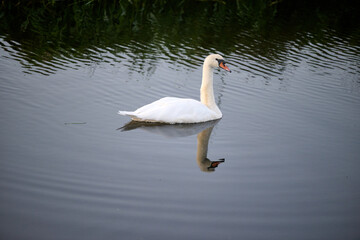 white swan on a lake