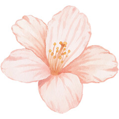 pink rose isolated on white