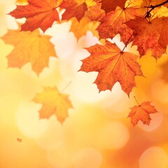 Fototapeta premium Vibrant Autumn Maple Leaves Display with Golden Bokeh Background in Sunlight