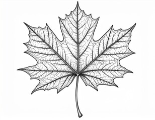 Fototapeta premium Detailed Black and White Maple Leaf Illustration on White Background