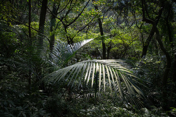 Beautiful plant leaf hidden in the forest with sunlight shines on it, in New Taipei City, Taiwan.