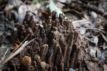 close up of soil in a special shape wash up by the rain naturally, in New Taipei City, Taiwan.