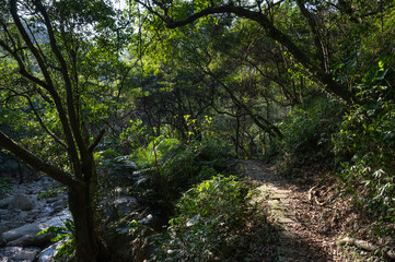 Beautiful trail nearby river hidden in the forest, in New Taipei City, Taiwan.