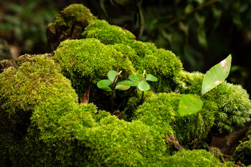 Close up of broken tree trunk cover by moss, in Taipei City, Taiwan.
