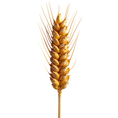 Single golden wheat ear against black