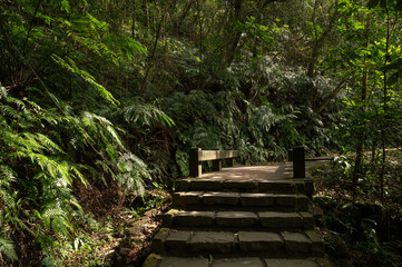 Lovely trail with sunlight shines between leafs, in Taipei City, Taiwan.