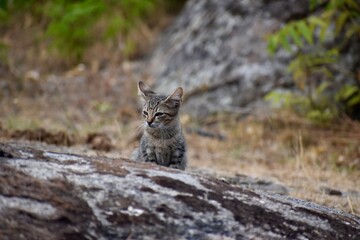Pequeño gato en Pueblo perdido © Blanca
