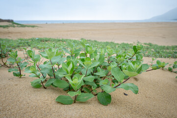 Beautiful plants growing from the sands nearby the ocean, in New Taipei City, Taiwan.