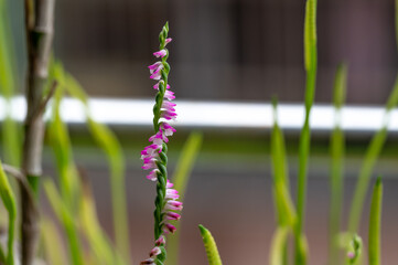 Close up of the beautiful Spiranthes sinensis growing in the garden, background out of focus in purpose, in Keelung city, Taiwan.