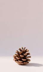 A single natural pine cone isolated on a soft pastel background, a minimalist still life representing simplicity and autumn