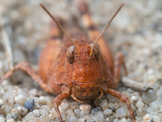 Eine frontale Nahaufnahme einer blauflügeligen Ödlandschrecke (Oedipoda caerulescens) die auf einem sandigen Untergrund sitzt.