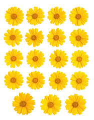 Yellow flower pattern in a grid