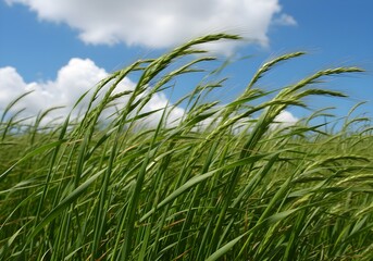 Green Wheat Field Under Blue Sky with Clouds on a Sunny Day