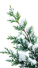 Close-up of a snow-covered evergreen branch.  Fresh snow rests on delicate green foliage, angled upward and outward