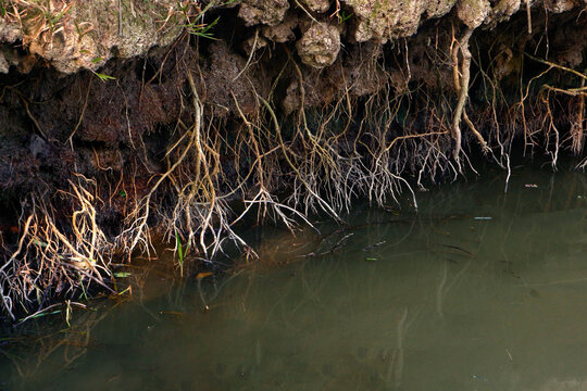 An Image That Powerfully Illustrates Themes of Erosion, Environmental Resilience, Natural Water Filtration, and the Vulnerability of Riverbanks
