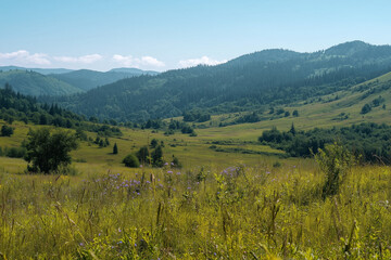 Obraz premium Panoramic mountain valley with lush green meadows wildflowers and dense pine forest under clear blue sky in summer morning light