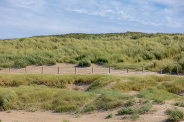 Fototapeta premium European marram beach grass with blue sky, Sand dunes along the Dutch north sea coastline in summer, Ammophila arenaria is a species of grass in the family Poaceae, North Holland province, Netherlands