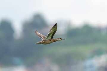 Garganey duck in flight with blurred background