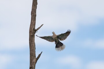 Indian Pond-heron in flight against blue sky