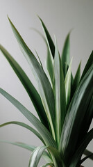 Fototapeta premium Pineapple leaves sprout upwards, green and gray hues, simple background