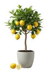 Dwarf lemon tree, vibrant green leaves, ripe yellow lemons, and a detached lemon in a grey pot, isolated on clean transparent background, commercial product concept