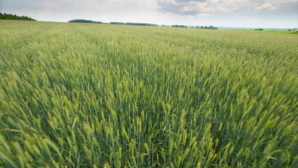 A Lush Green Wheat Field Stretching Under a Beautiful Cloudy Sky Full of Graceful Clouds