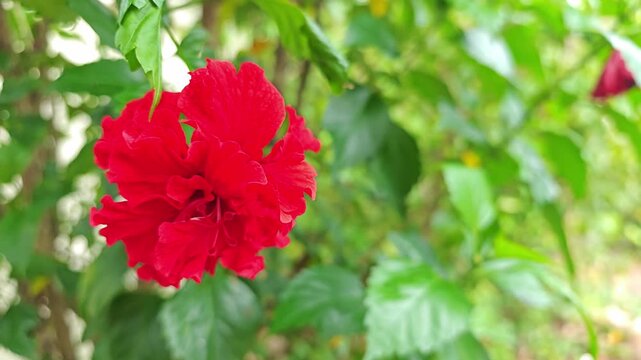 China rose or Shoe Flower or Chinese hibiscus on the tree.
