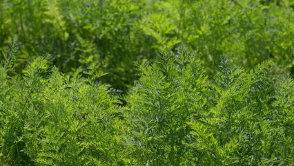 The Vibrant Green carrots Foliage Found in Nature Represents Life and Growth in a Beautiful Way