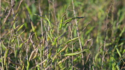 The Vibrant and Lush Green Canola or Brassica Napus Plant Life Thriving in Its Natural Habitat Environment