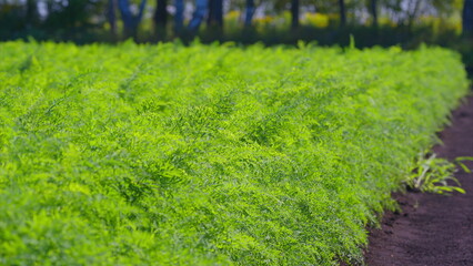 A vibrant green Carrot crop field showcasing lush vegetation and diverse plant life thriving...