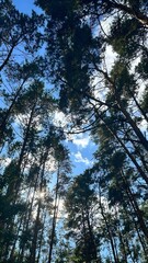 Tall pine forest with blue sky and sunlight