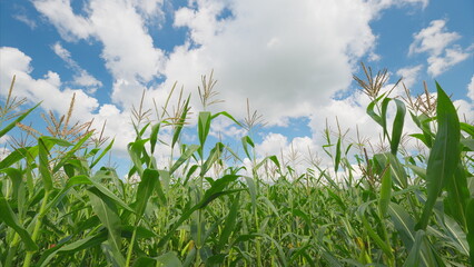 Obraz premium A Lush Cornfield Flourishing Under a Bright, Clear Blue Sky Filled with Fluffy White Clouds