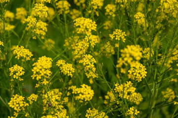 Turkish wartycabbage yellow wild flowers Bunias orientalis, hill mustard or turkish rocket flowers