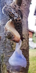 Lumache in accoppiamento