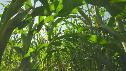 A Lush Green Cornfield Captured in Bright and Radiant Sunlight on a Beautiful Day