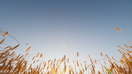 Golden Fields Stretching Majestically Under a Clear and Bright Blue Sky at Beautiful Sunset Time
