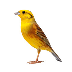 A vibrant yellow canary perched gracefully, showcasing its striking feathers and cheerful demeanor. Perfect for nature and birdwatching enthusiasts.